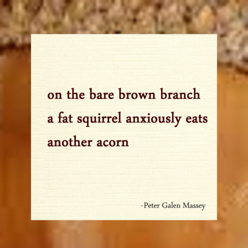 haiku poem 5-7-5: on the bare brown branch a fat squirrel anxiously eats another acorn