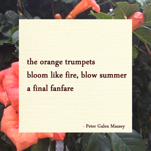 haiku poem 5-7-5: the orange trumpets bloom like fire, blow summer a final fanfare