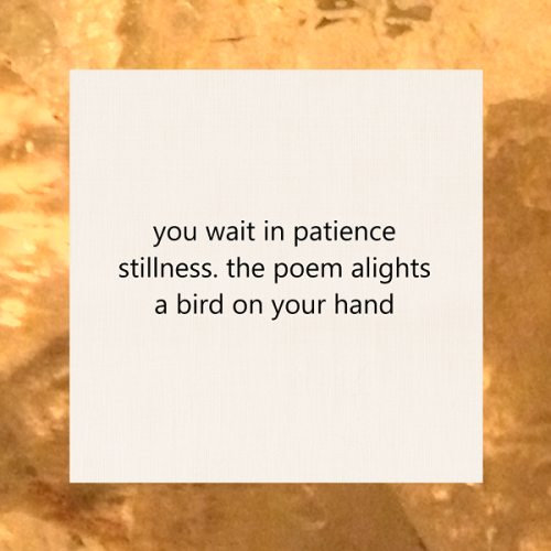 haiku poem: you wait in patience stillness. the poem alights a bird on your hand