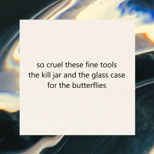 haiku poem 5-7-5: so cruel these fine tools the kill jar and the glass case for the butterflies