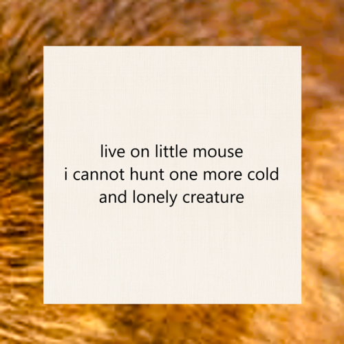haiku poem about nature 5-7-5: live on little mouse i cannot hunt one more cold and lonely creature. by Peter Galen Massey