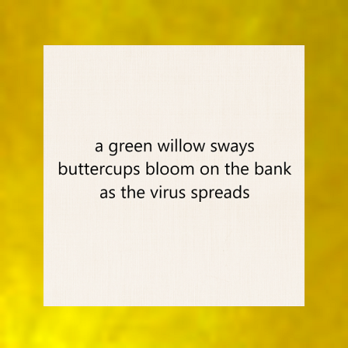 haiku poem about covid 19 5-7-5: a green willow sways buttercups bloom on the bank as the virus spreads. by Peter Galen Massey
